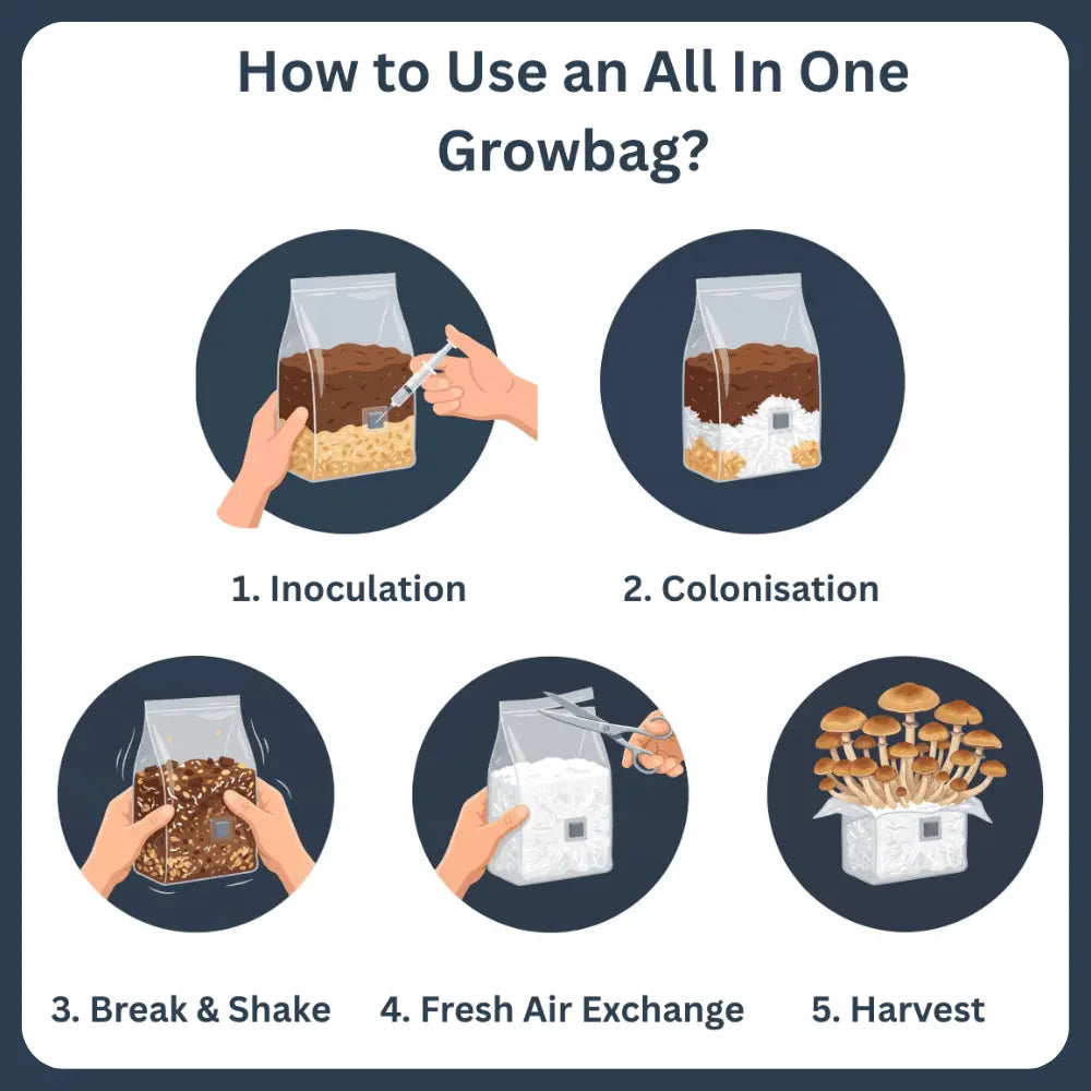 Five easy steps to use our all-in-one mushroom grow bag: inoculation, colonisation, break and shake, fresh air, and harvest.