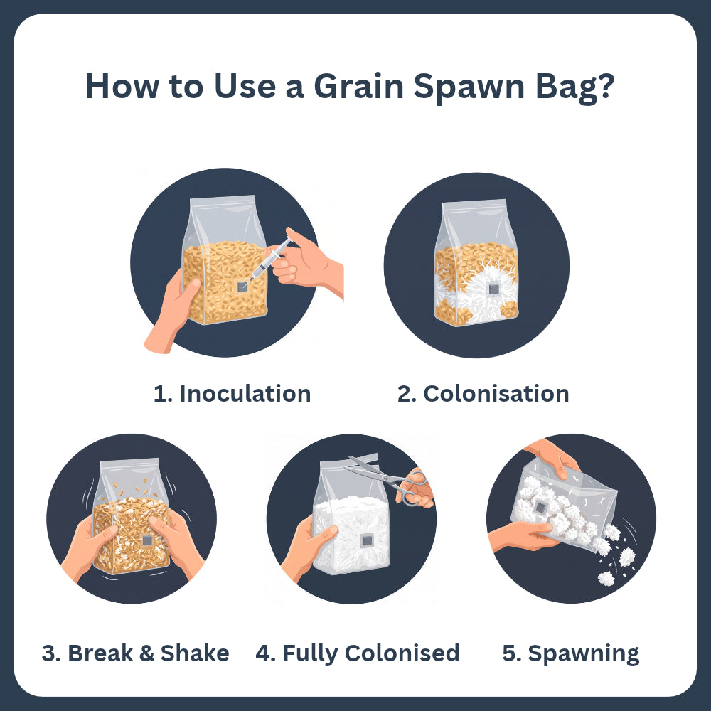 Five step visual guide on how to use a sterilized grain spawn bag showing inoculation, colonization, break and shake, and spawning.
