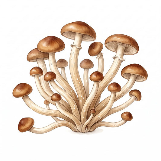 Pioppino mushrooms in a detailed watercolor illustration with brown caps on white.