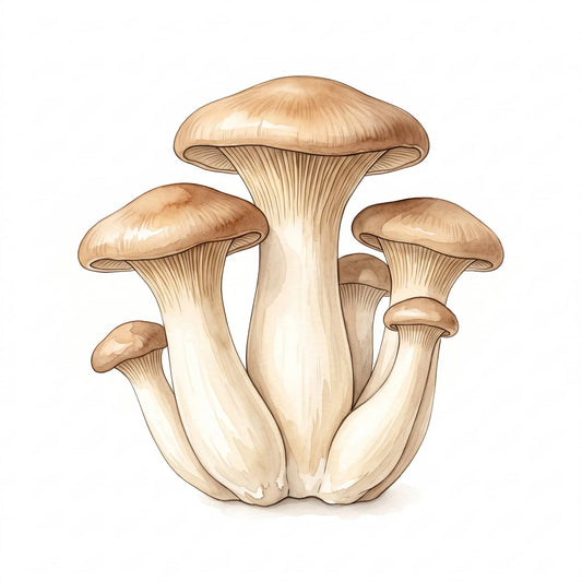 King Oyster mushrooms in a watercolor style illustration with thick stems on white.