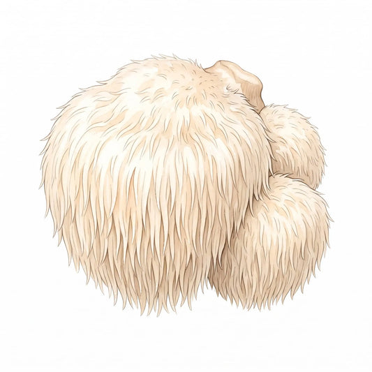 Lion's Mane mushroom in a detailed watercolor illustration showing a fluffy texture on white.