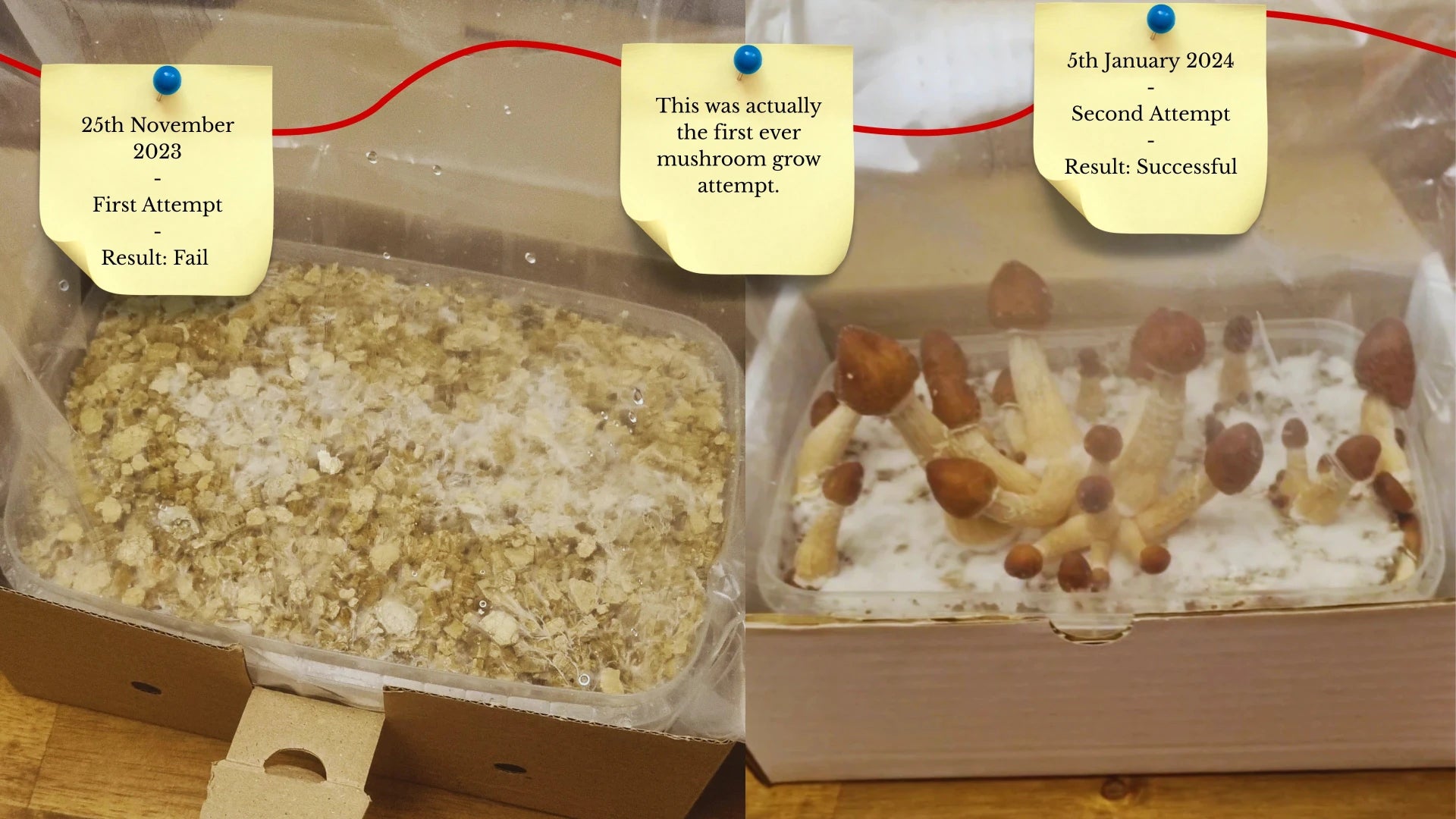 A side-by-side comparison of two mushroom grow attempts; the left shows a failed attempt from November 2023, while the right shows a successful harvest from January 2024.