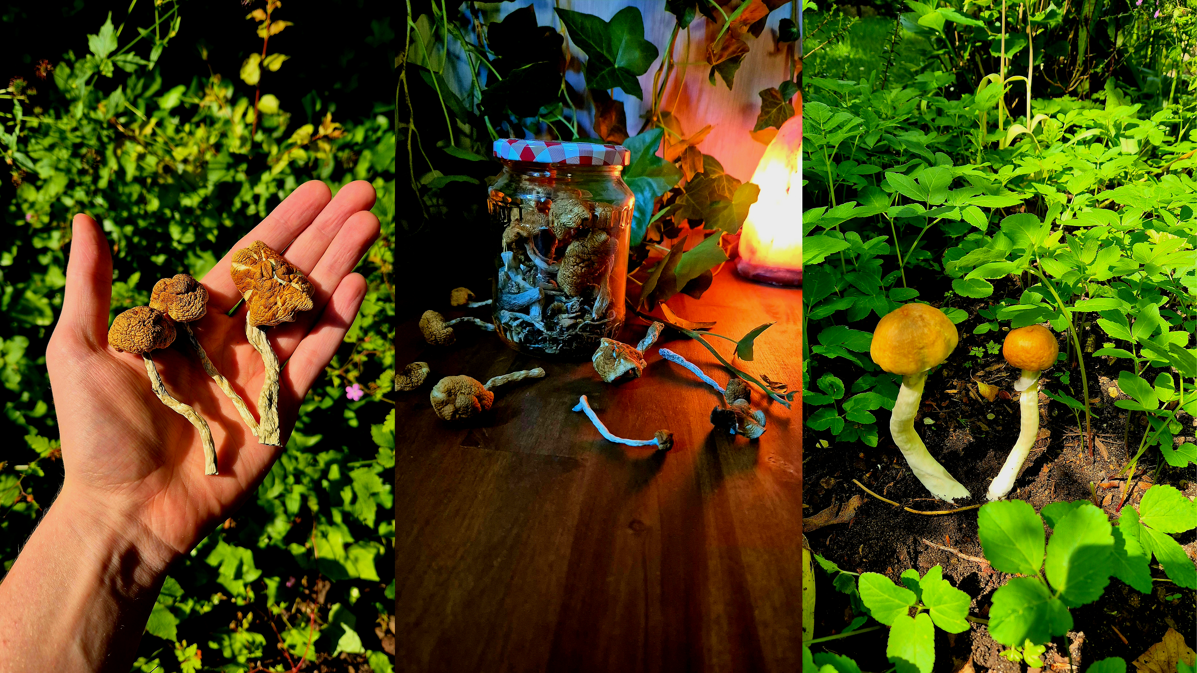 A collage of three images featuring mushrooms: the left panel shows a hand holding three dried mushrooms outdoors, the center panel displays a jar filled with dried mushrooms on a wooden table with ambient lighting and ivy in the background, and the right panel shows two fresh mushrooms growing in a forest floor surrounded by green vegetation.