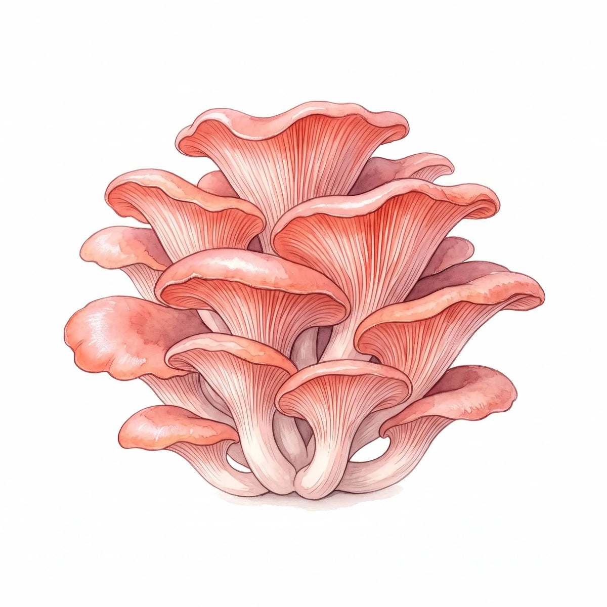 Pink Oyster mushrooms in a vibrant watercolor illustration of a cluster on white.