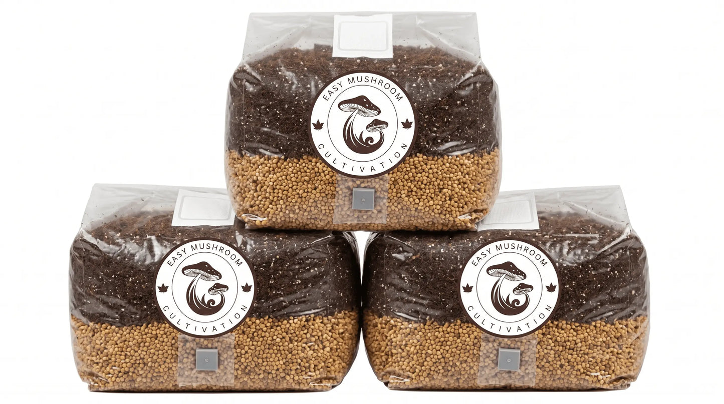 Three large 3 litre premium all in one mushroom grow bags stacked together, ready for inoculation and colonization.