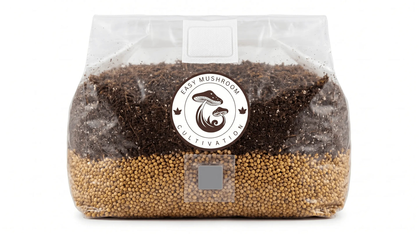 Close up of a single large 3 litre premium all in one mushroom grow bag showing distinct grain and substrate layers.