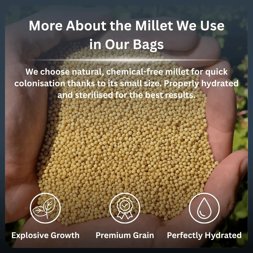 Premium, completely chemical-free natural millet grain used in our mushroom grow bags ensures perfect hydration and fast growth.