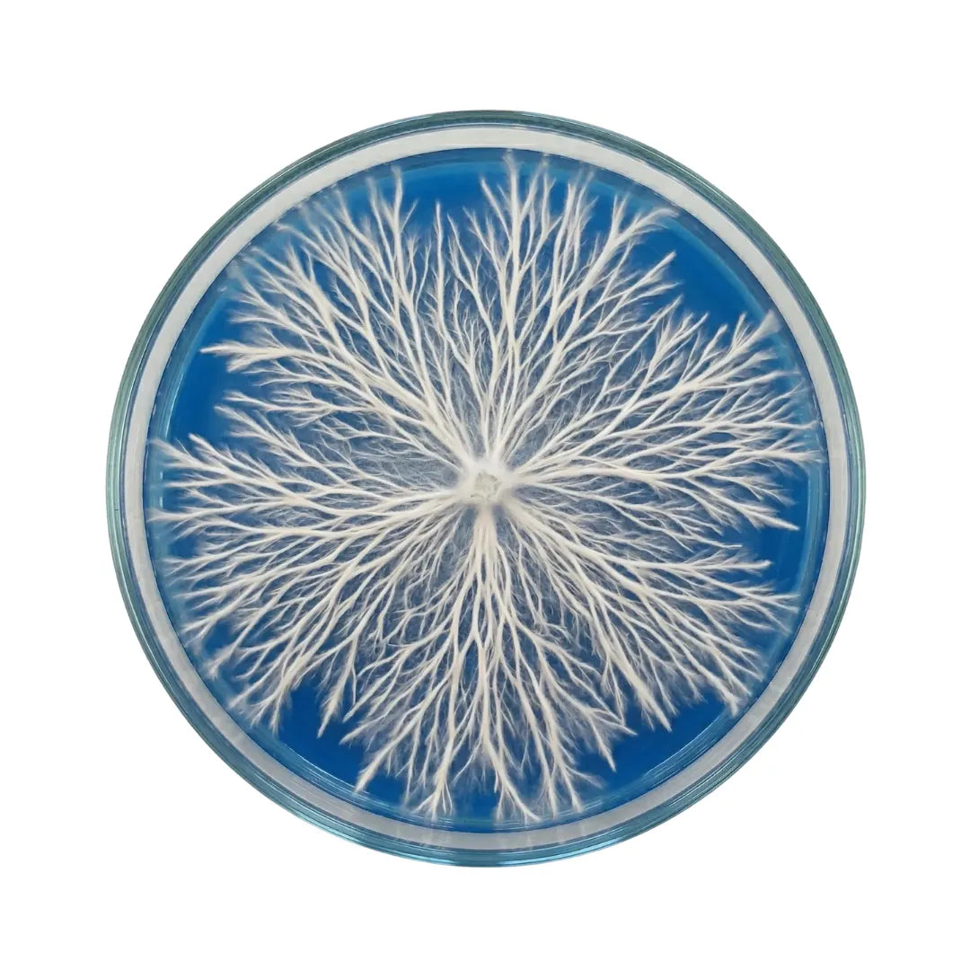 Bright white, rhizomorphic mushroom mycelium spreading outward from the center of a petri dish filled with blue tinted agar.