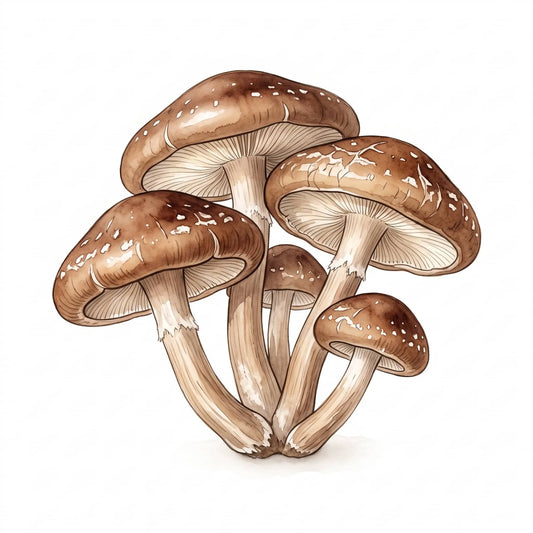 Shiitake mushrooms in a watercolor drawing with detailed brown caps on white.
