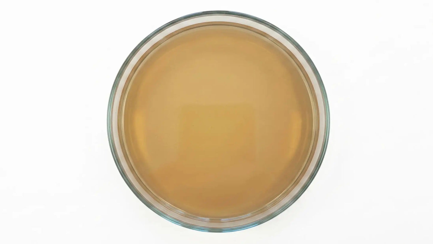 Top view of a sterile petri dish with light malt extract agar MEA substrate for mushroom cultivation.