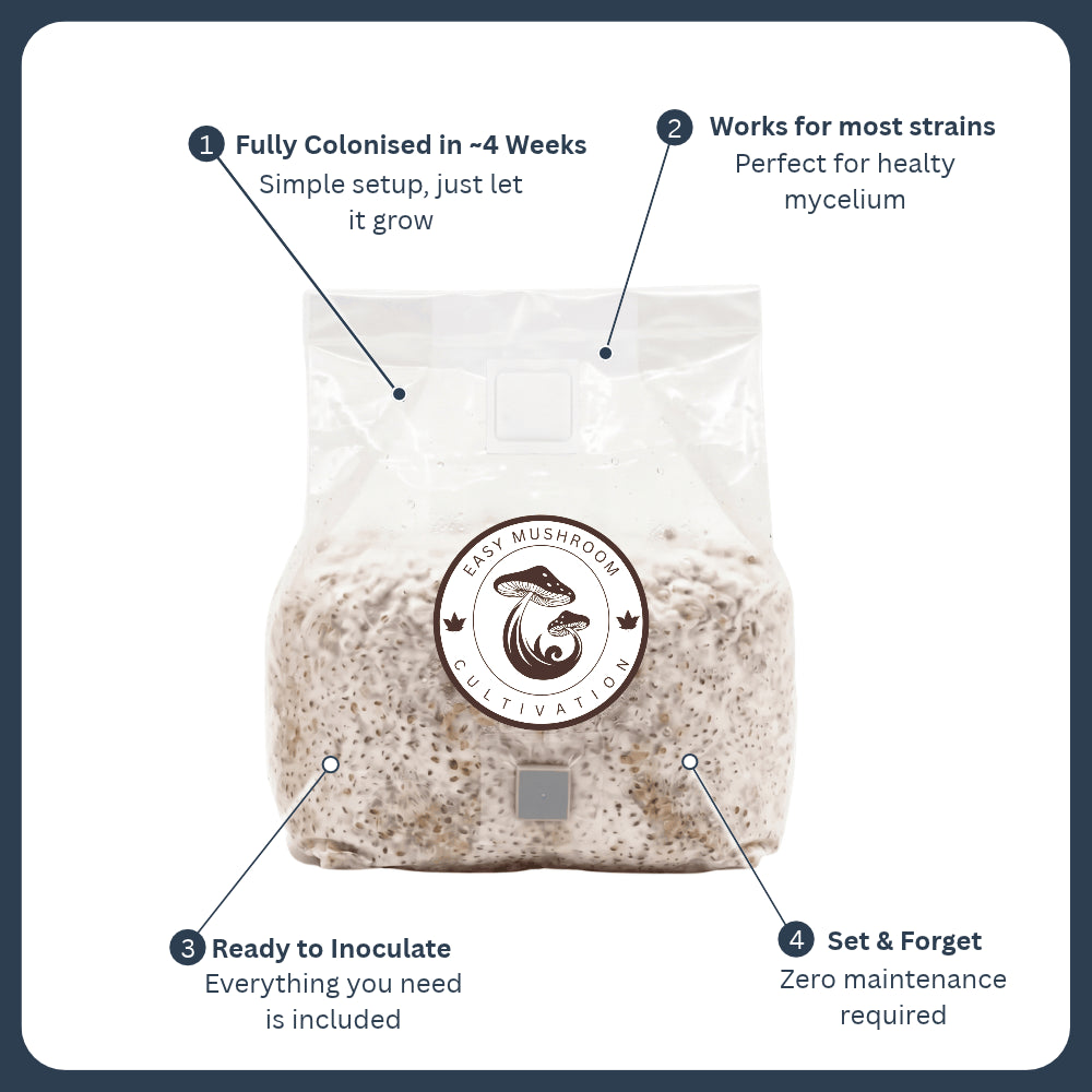 Fully colonized sterilized grain spawn bag showing healthy white mycelium and four key setup features for fast cultivation.