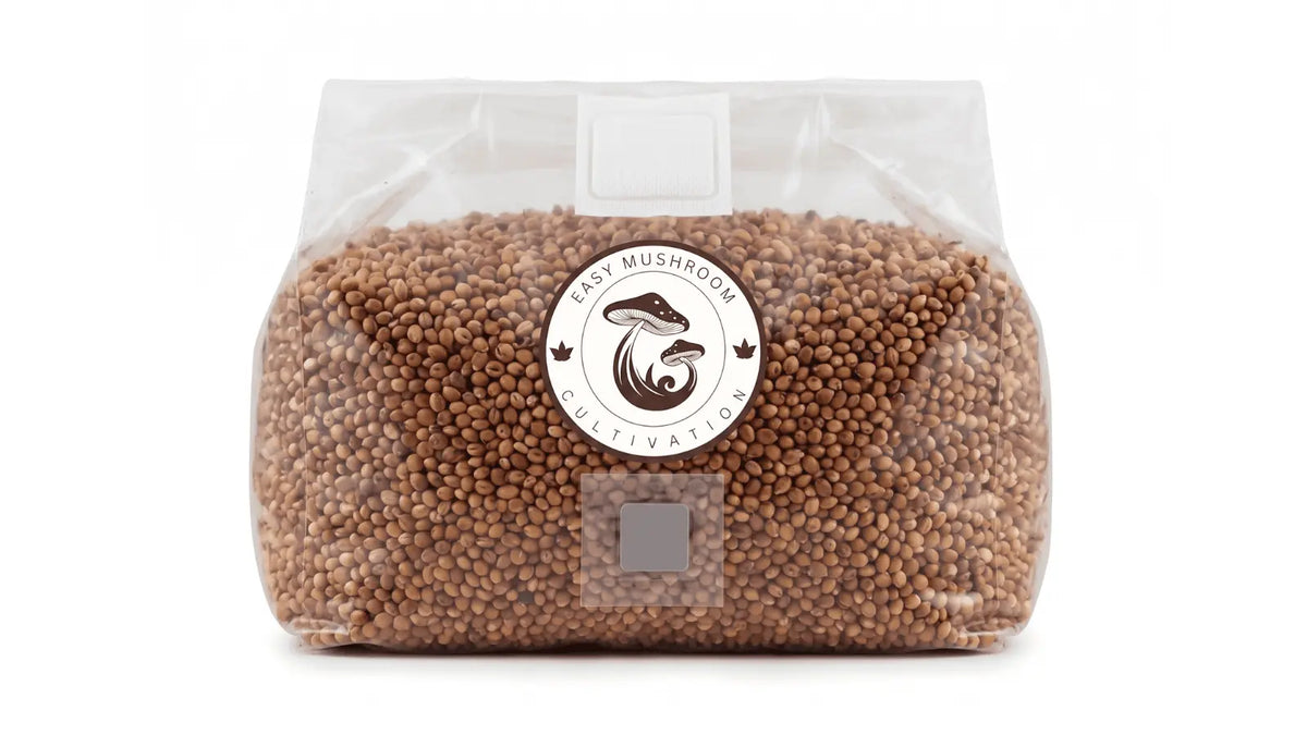 Wide image of a sterilized milo grain mushroom spawn bag designed for simple inoculation.