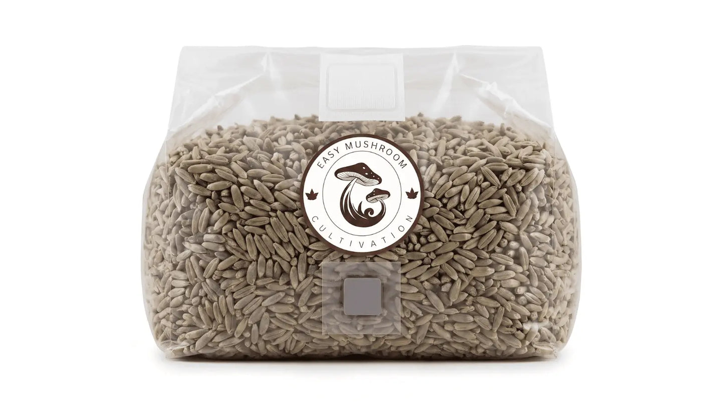 Sterilized rye berry grain spawn bag with injection port for professional mushroom cultivation.