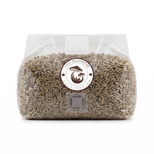 Sterilized rye berry grain spawn bag with injection port for professional mushroom cultivation.