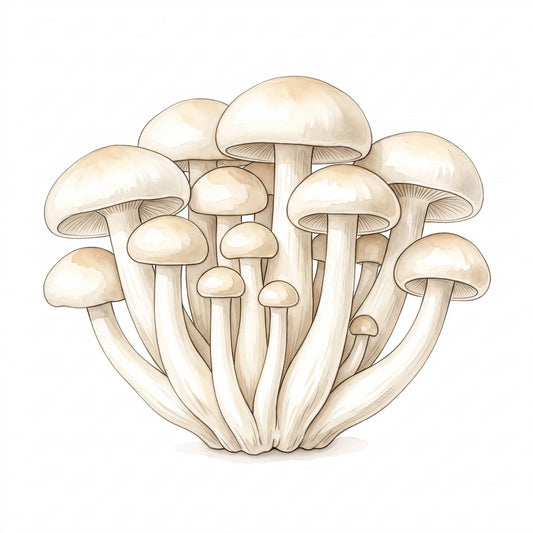White Beech mushrooms in a beautiful watercolor drawing clustered on a white background.