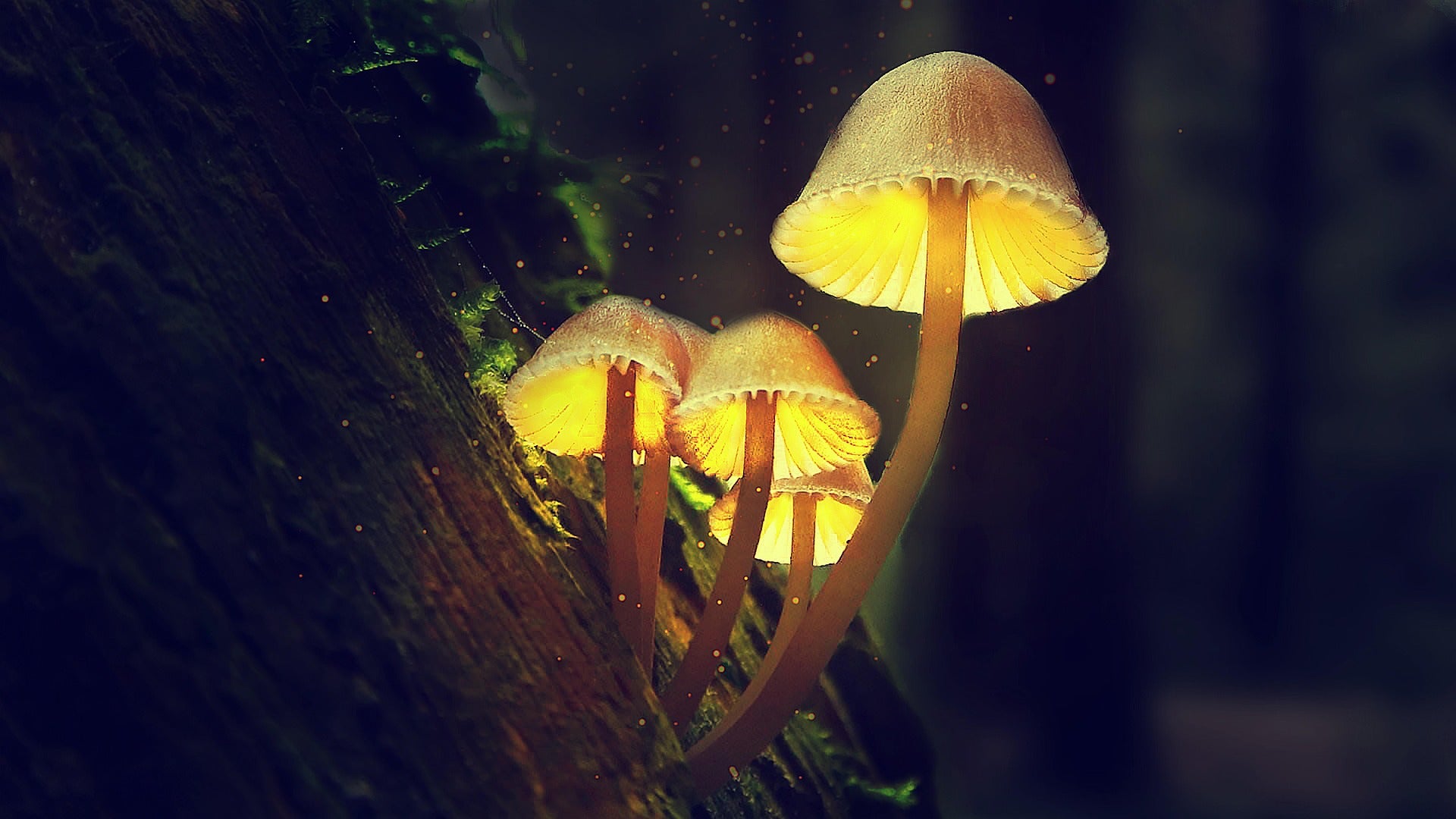 Bright yellow, bioluminescent mushrooms glowing in a mystical forest setting. The soft yellow light highlights the mushrooms’ caps and illuminates nearby plants in a dark environment.
